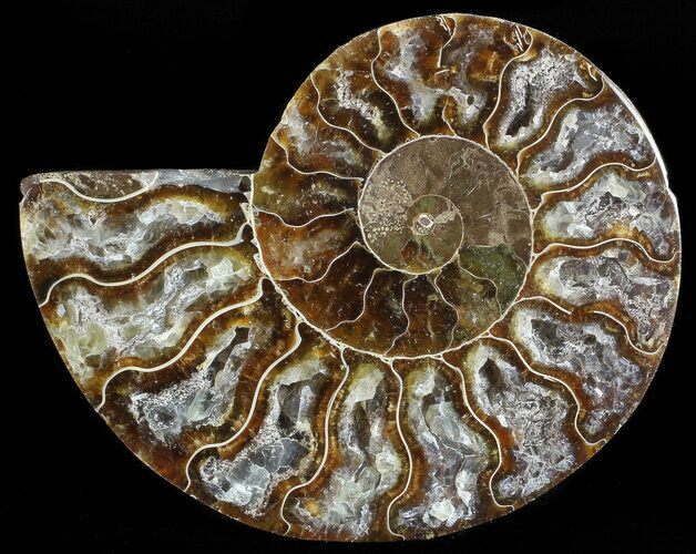 Agatized Ammonite Fossil (Half) #68816